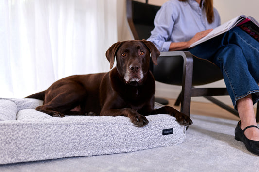 The Snug Dog Bed