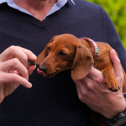 Zamipet Best Start Puppy Multi Vitamin